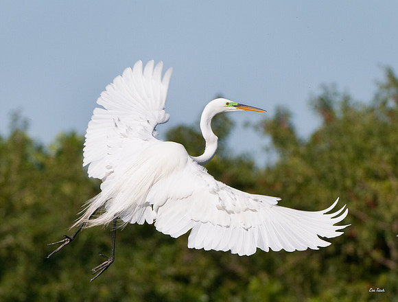 Great Egret Flight