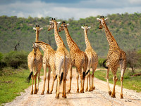 Giraffe Roadblock - South Africa