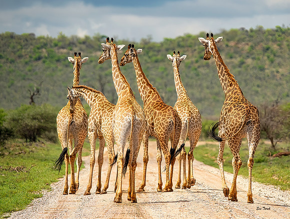 Giraffe Roadblock - South Africa