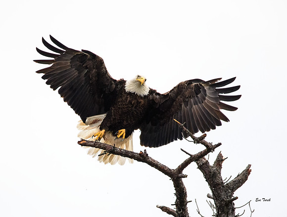 Mount Up With Wings - Bald Eagle