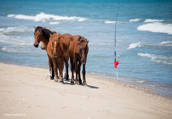 Three Horses and Fishing Pole