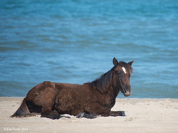 Foal Chill