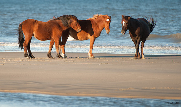 Heading for the dunes