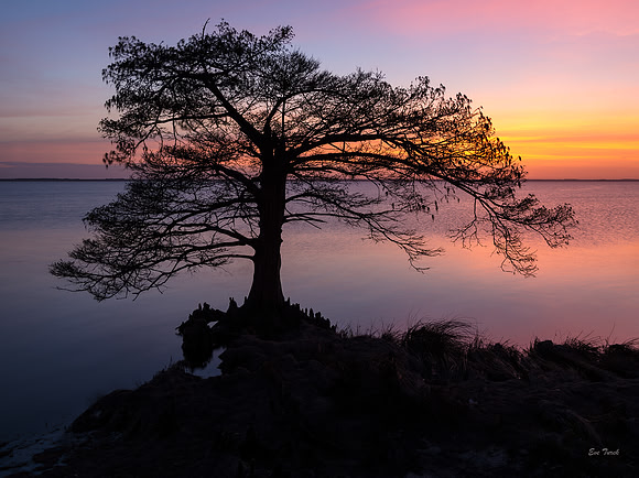 Cypress Sunset