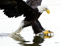 Bandit Touchdown James River VA