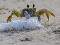 Ghost Crab Hunting Treasure