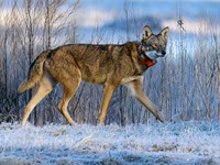 Frosty Walk: Red Wolf 2412