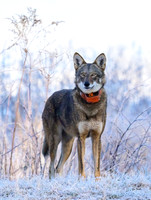 Standing Tall: Red Wolf 2412