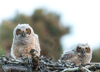 Owlets