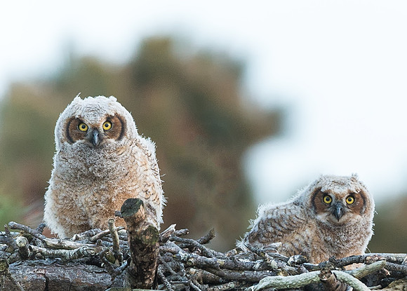Owlets