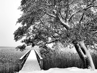 Dock in Snow