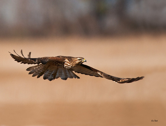 Northern Harrier in Flight