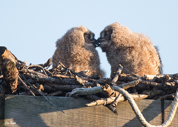 Owlet Kisses