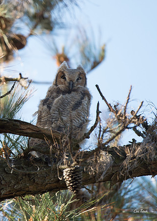 Owlet Fledged