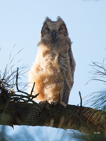 Owlet in Tree
