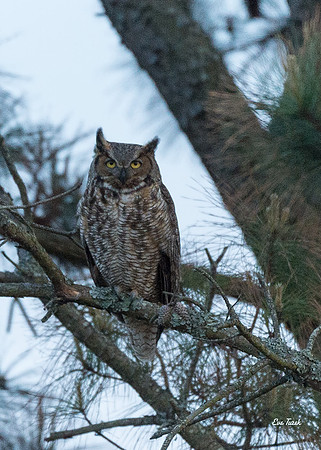 Great Horned Owl