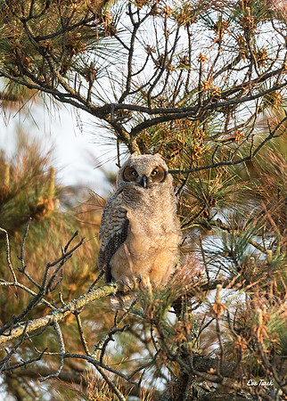 Newly Fledged Owlet