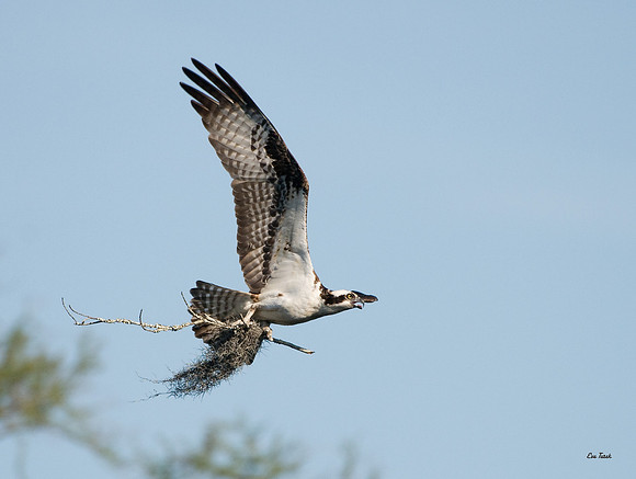 To The Nest