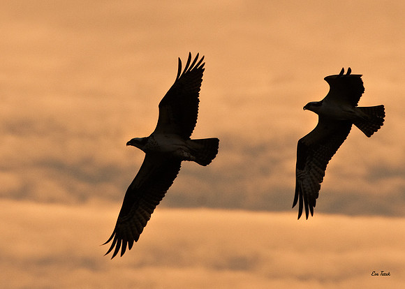 Osprey Silhouettes