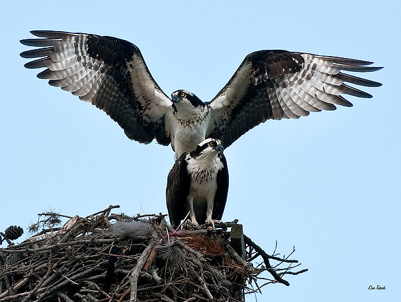 Osprey Pair