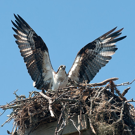 Angel Osprey
