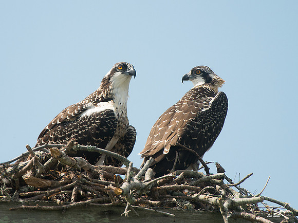 Two baby osprey