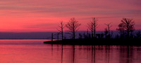 Pink Perfection PANO