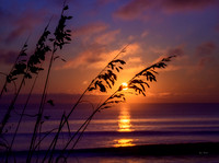 Sea Oat Sunrise
