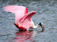 Roseate Spoonbill Spooning