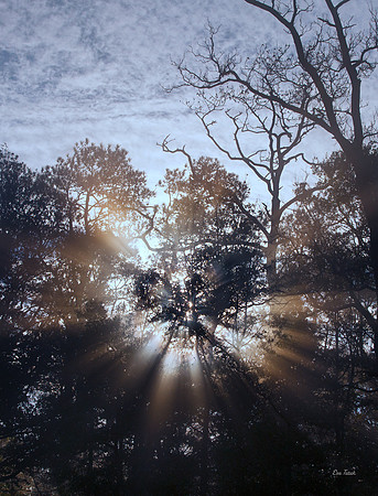 Sun Heart