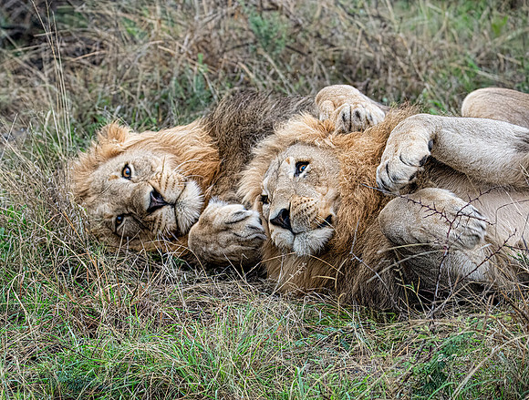 Brotherly Love - South Africa