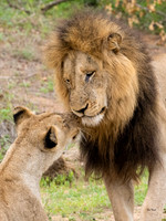 The Honeymooners - Kruger NP, South Africa