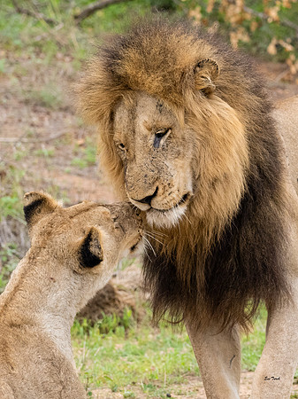 The Honeymooners - Kruger NP, South Africa