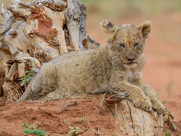 Lion Cub at Rest, South Africa