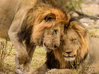 Brothers Forever - South Africa