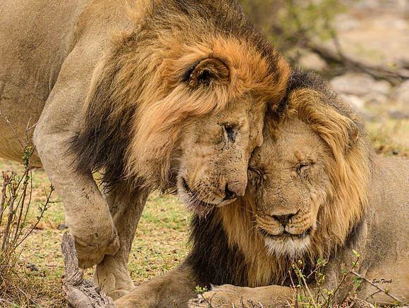 Brothers Forever - South Africa