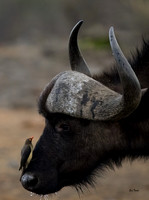 Cape Buffalo and Oxpecker