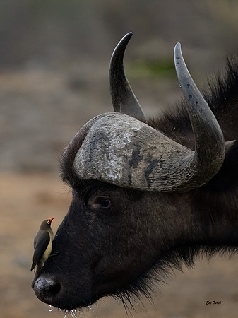 Cape Buffalo and Oxpecker