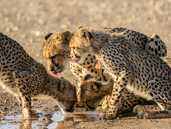 Water Is Life - Botswana