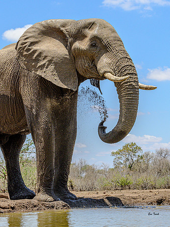 Elephant Spraying At Watering Hole - Botswana