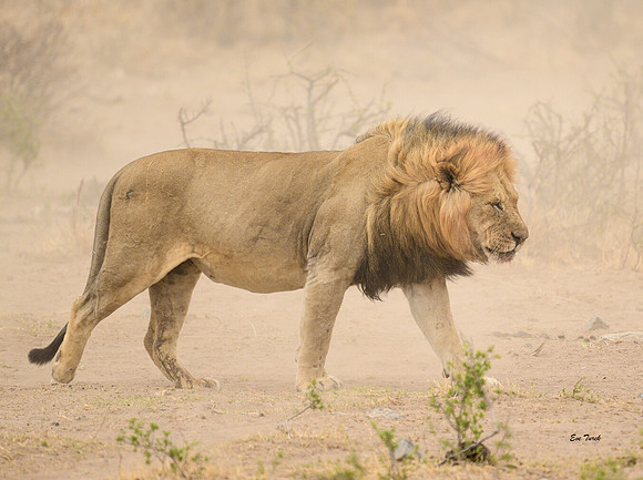 Dusty Stroll - South Africa