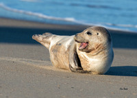 Harbor Seal Yawn