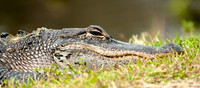 Alligator Smile Pano