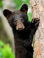 Little Bear