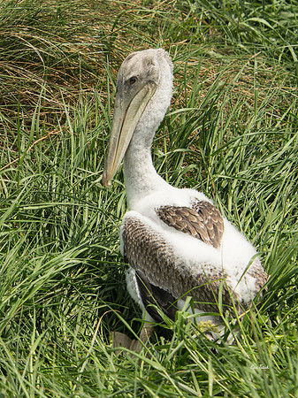 Pelican Heart