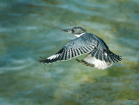 Belted Kingfisher Flying