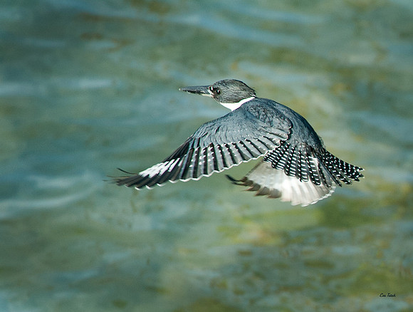 Belted Kingfisher Flying