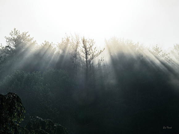 Light Shafts, Forest Grove, NC