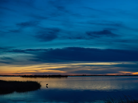 Great Blue Heron in Blue Hour