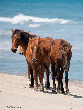 Horses Walk Shoreline